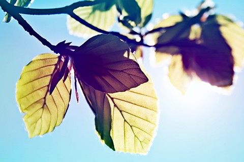 鹿茸：东丰药业